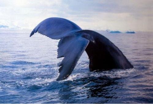 娱乐爆料鲸鱼事件是什么,鲸鱼事件揭秘，真相令人震惊！